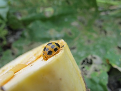 They have squashes growing in their parking lot, and the ladybugs love it!