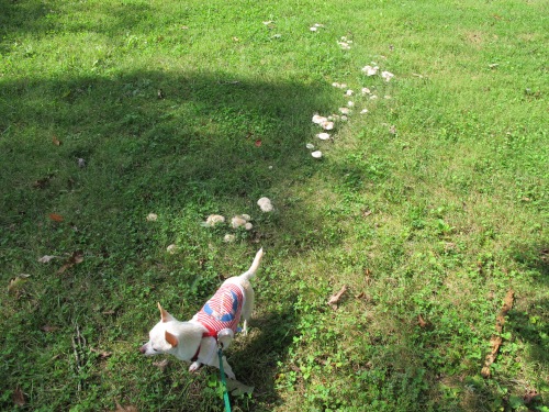 Penny walking on mushrooms.