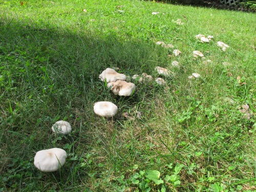 Mushrooms growing on the lawn.
