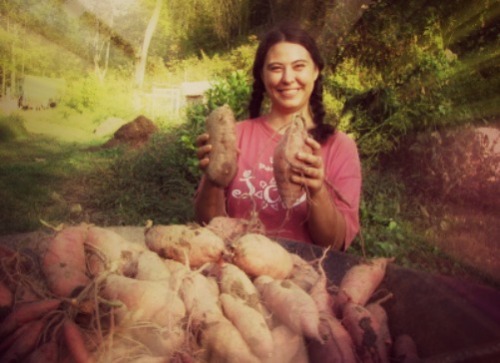 sweet potatoes happy thanks-living